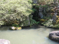 山水庭園の池