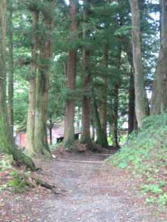 杉並木に囲まれた山道