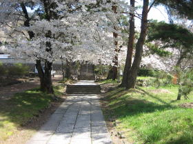 桜花の頃の参道