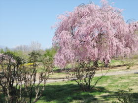 参道横の広場の桜は満開