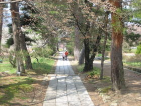 若葉の頃の参道