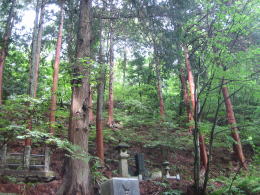 裏山の樹林