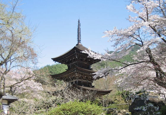桜に囲まれた三重塔
